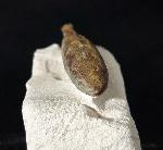 Stachel eines Tylocidaris baltica (SCHL�TER 1892) - Bild &copy; FossNet FossilienStore